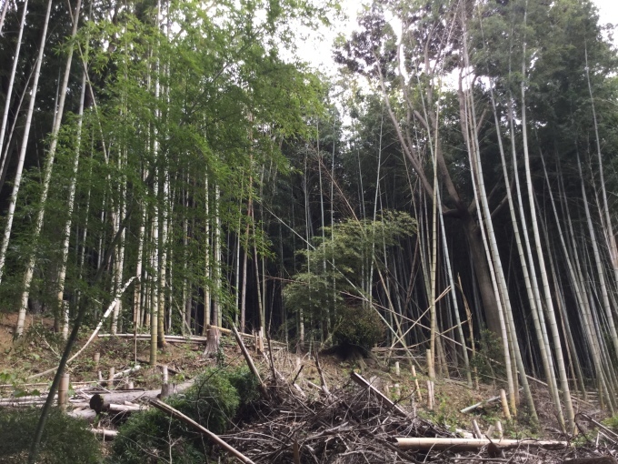 筍 掘ってきました。